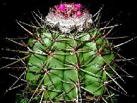 Melocactus oreas ©Jean Bénézet.JPG